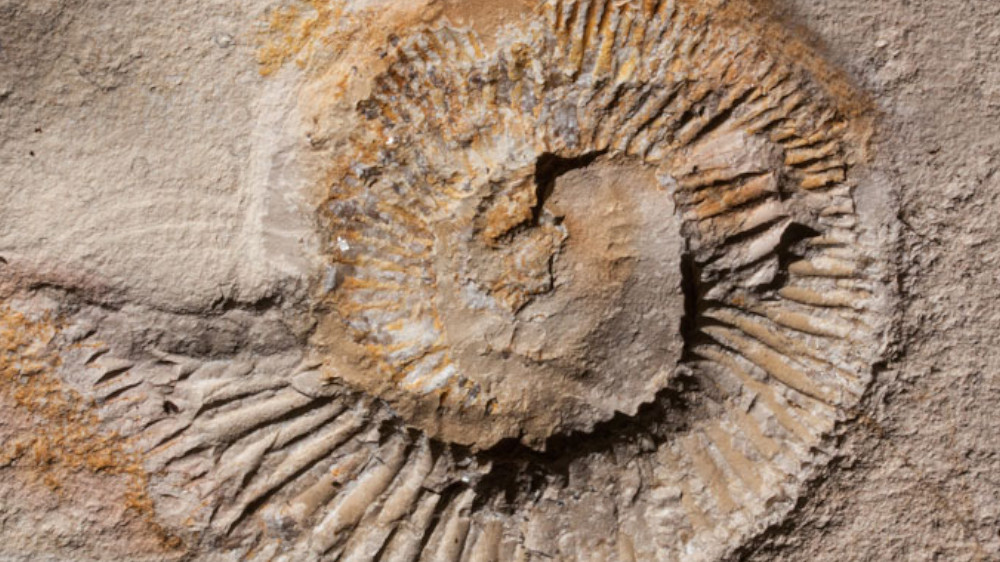 Driftless Drifting The Hunt for Fossils Driftless Area Magazine