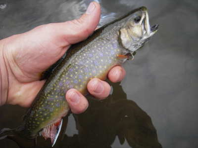 Drifting in the Stream: A Guide to Fly Fishing for Trout